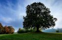 Herbstbild von Wittendorf alter Linde am Spielplatz.jpg