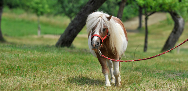 Reiten
